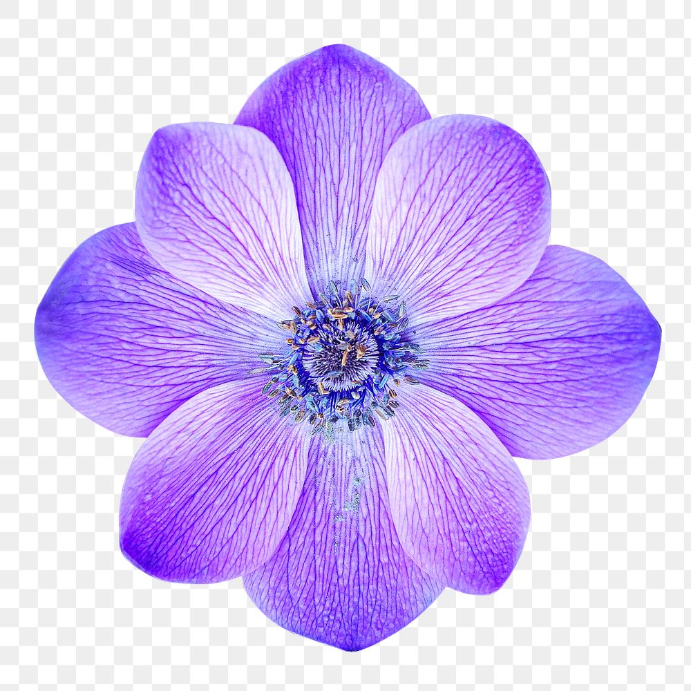 Purple anemone flower png, transparent background