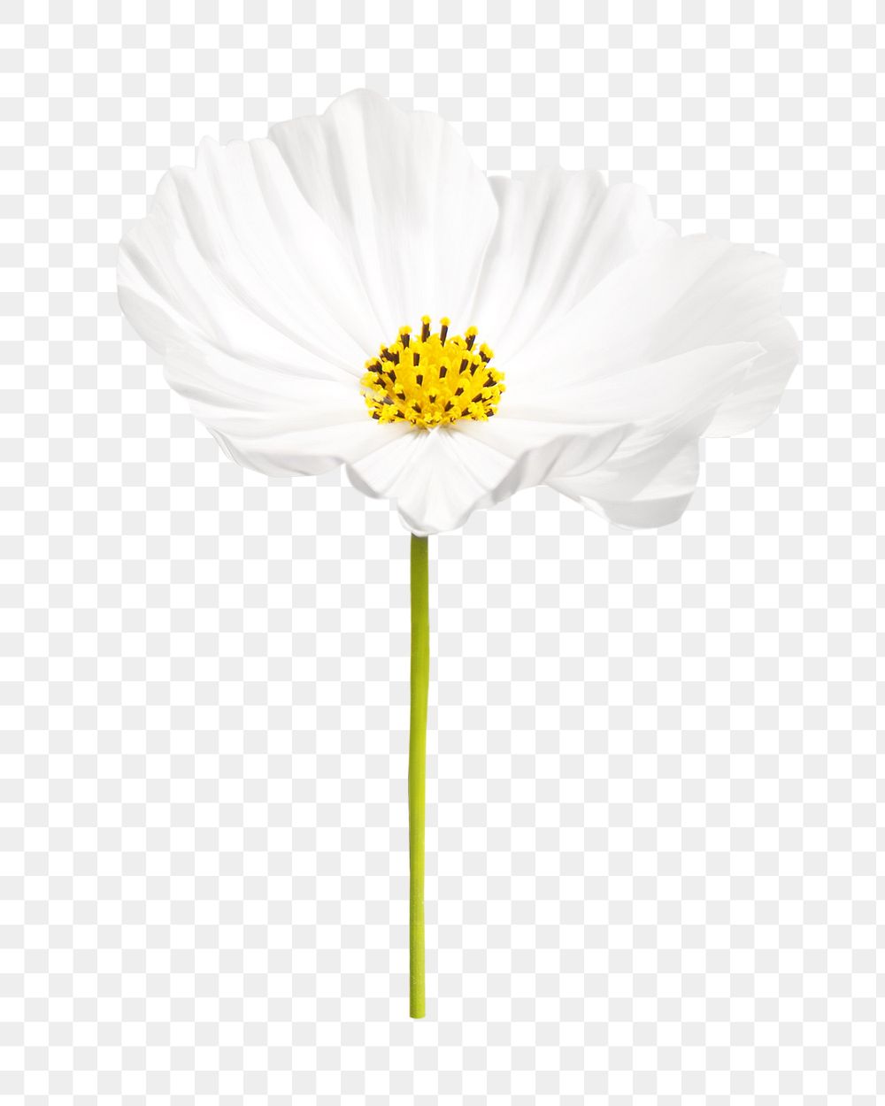 Spring white flower png collage element, transparent background