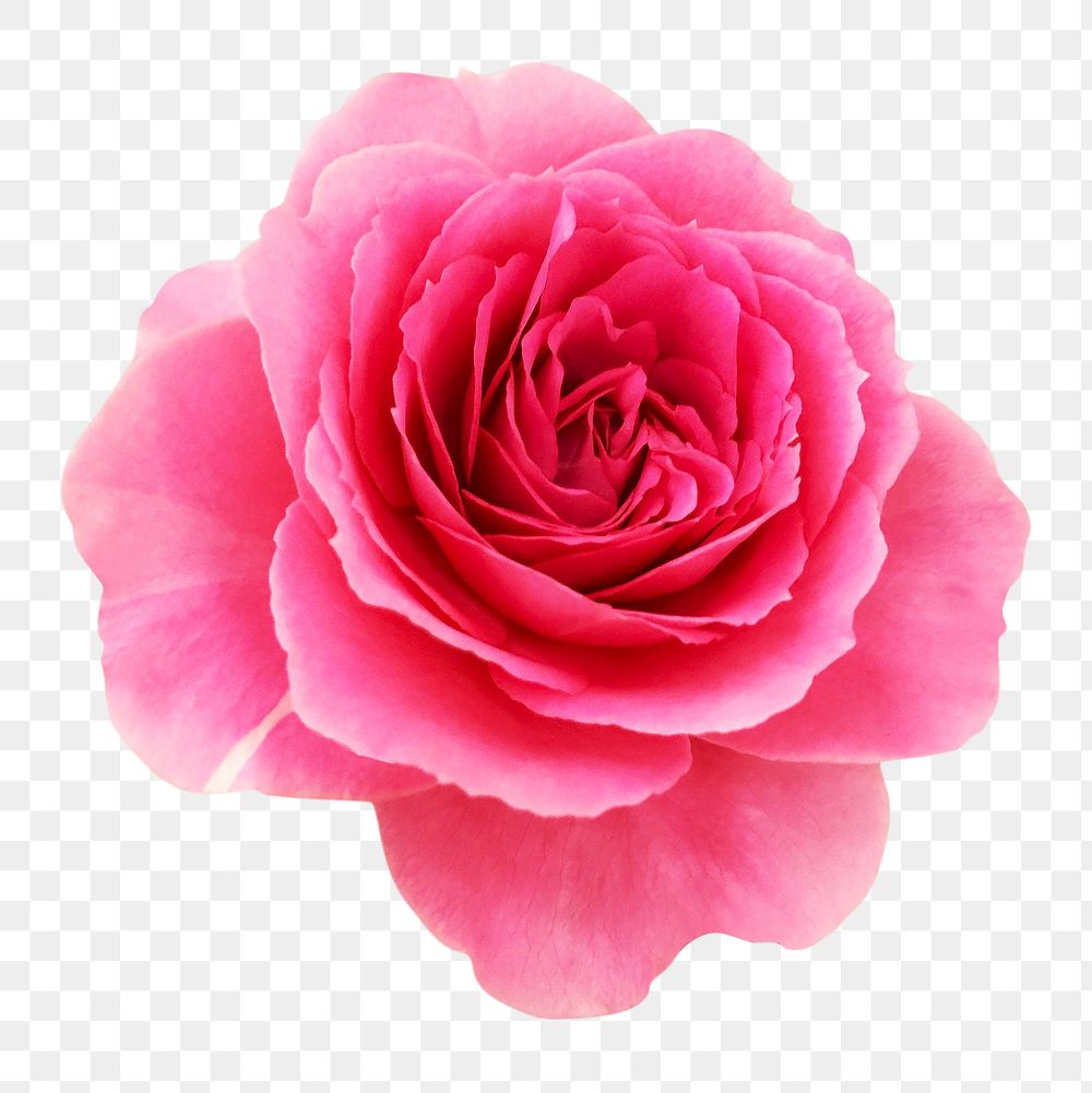 Pink rose png, design element, collage element, transparent background
