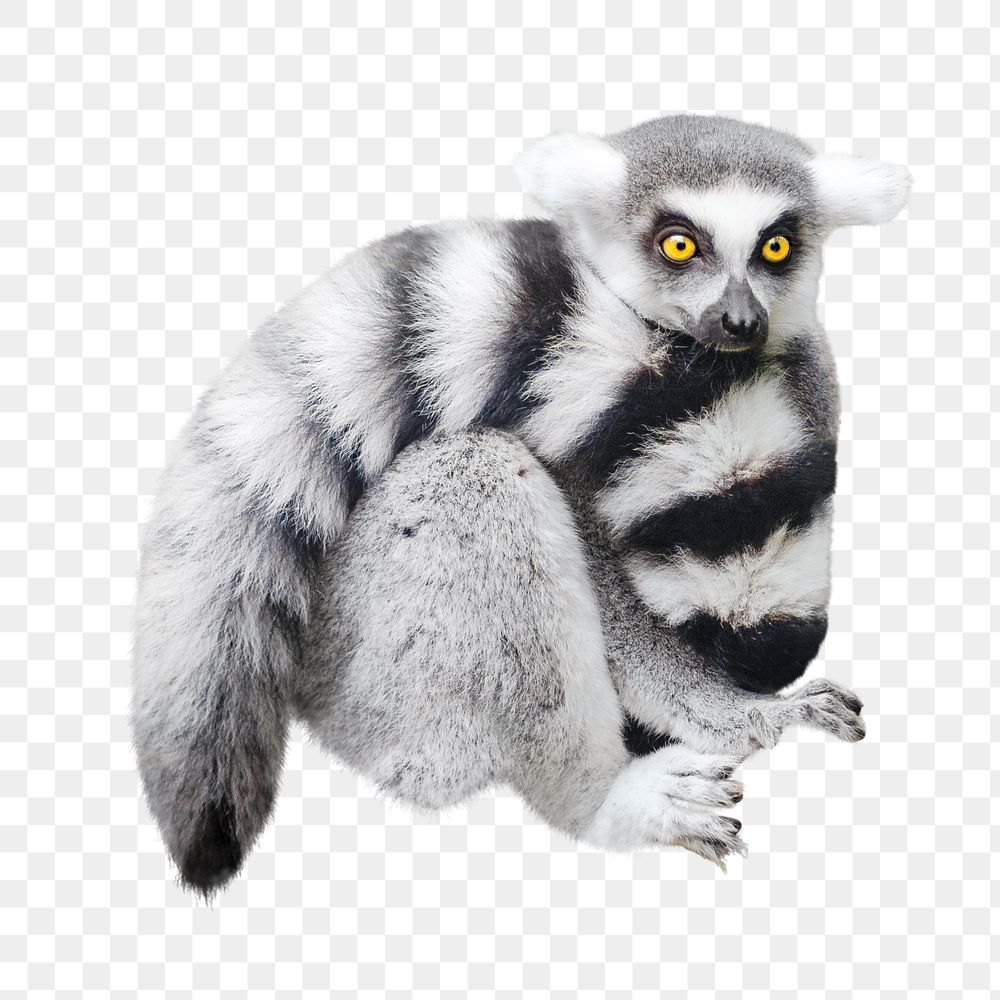 Lemur png collage element, transparent background