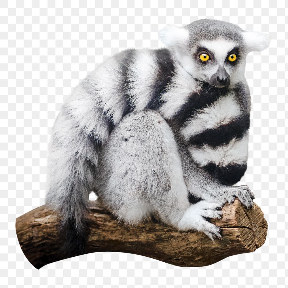 Lemur png collage element, transparent background