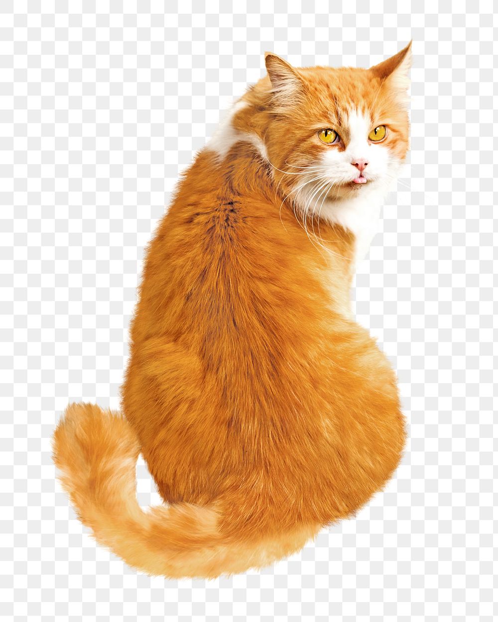 Orange cat png, isolated design, transparent background