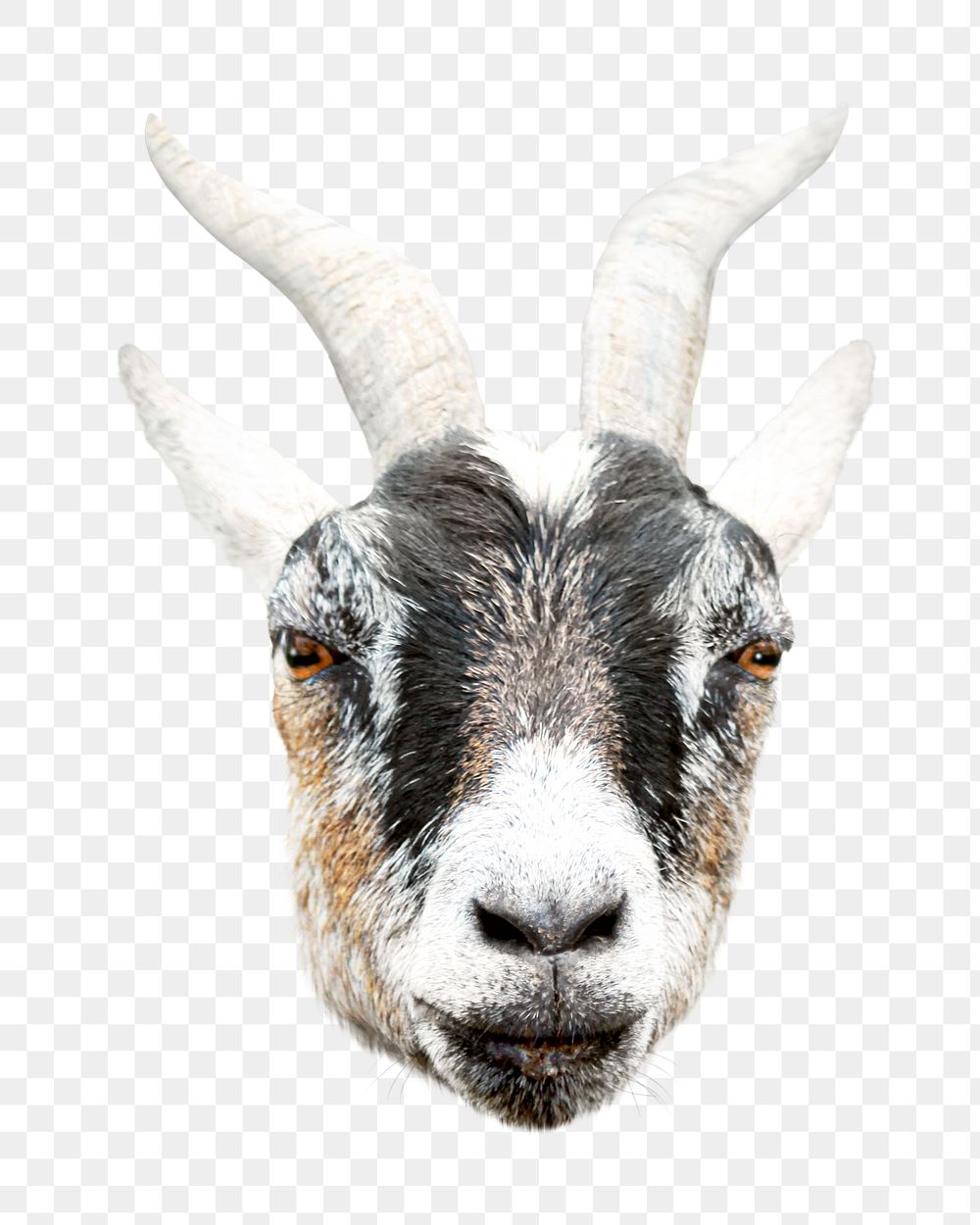 Goat png collage element, transparent background