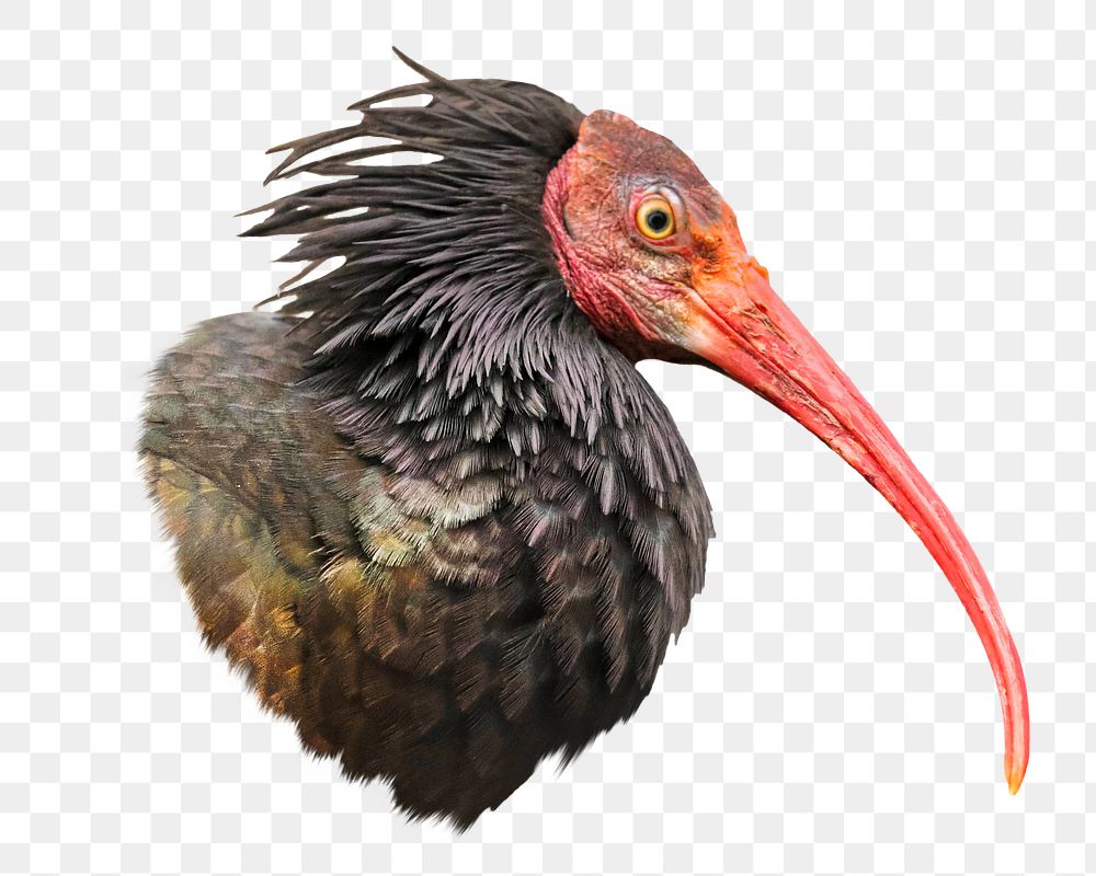 Northern bald ibis png wild bird, transparent background