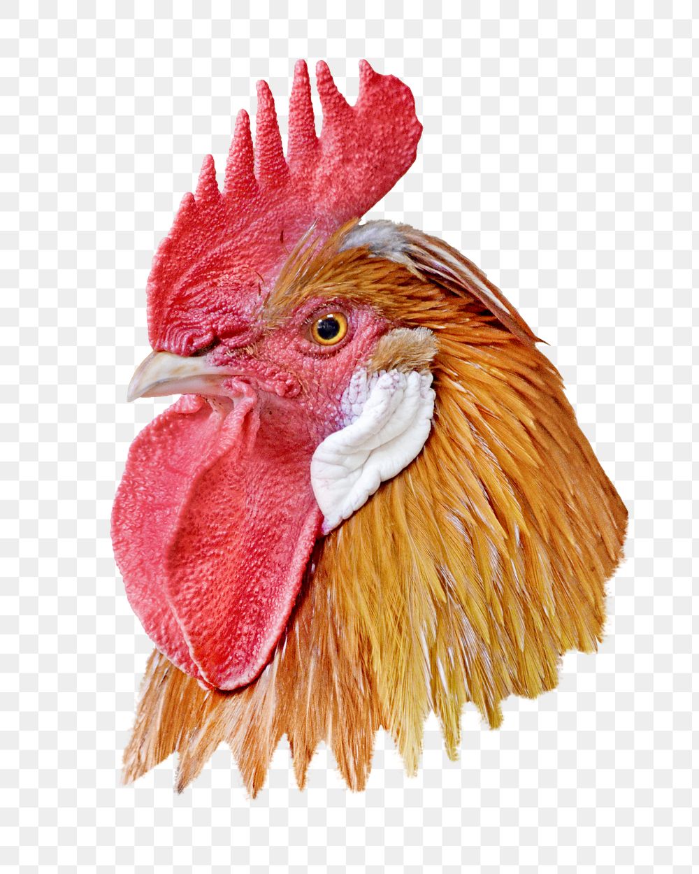 PNG Rooster bird, collage element, transparent background