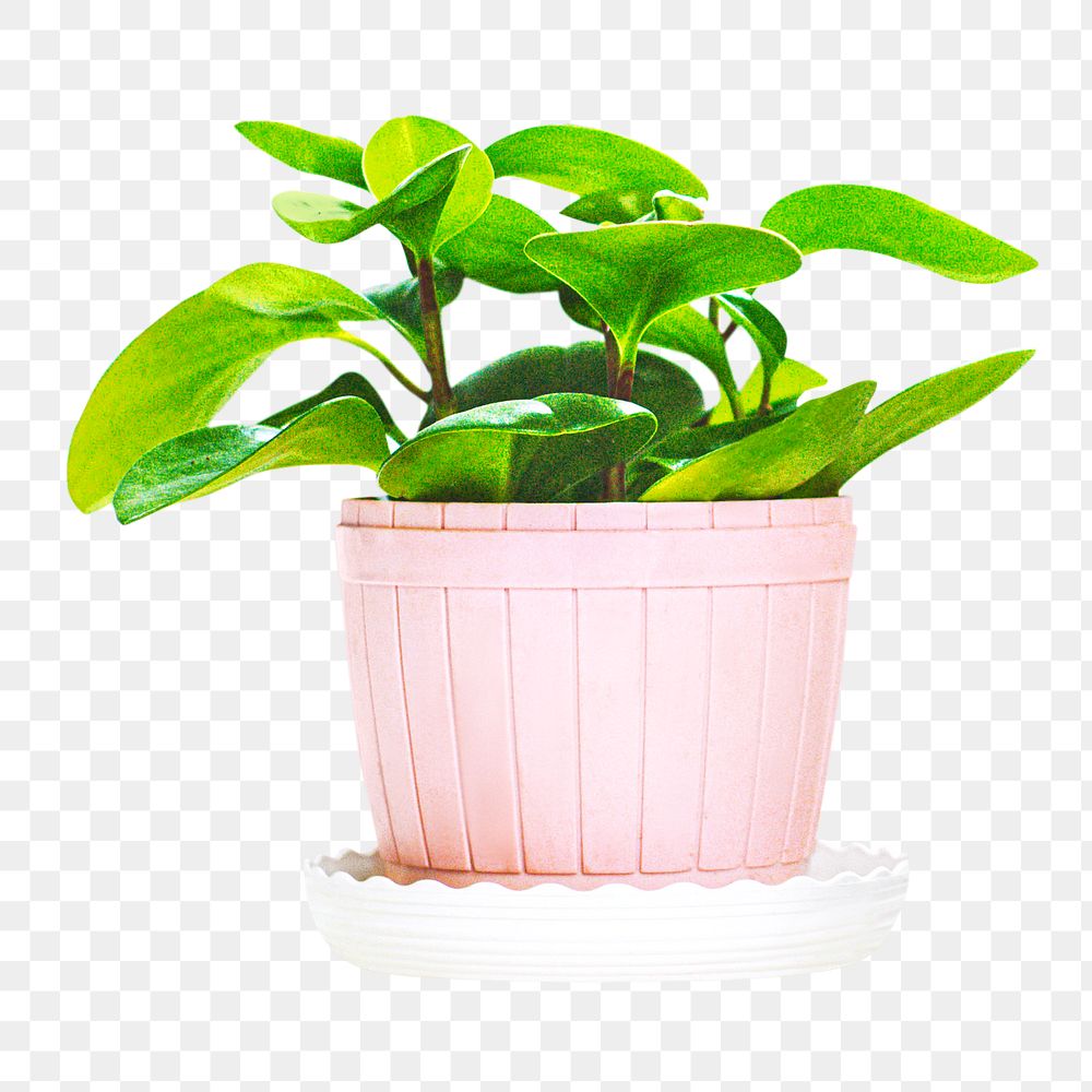 Potted house plant png, transparent background