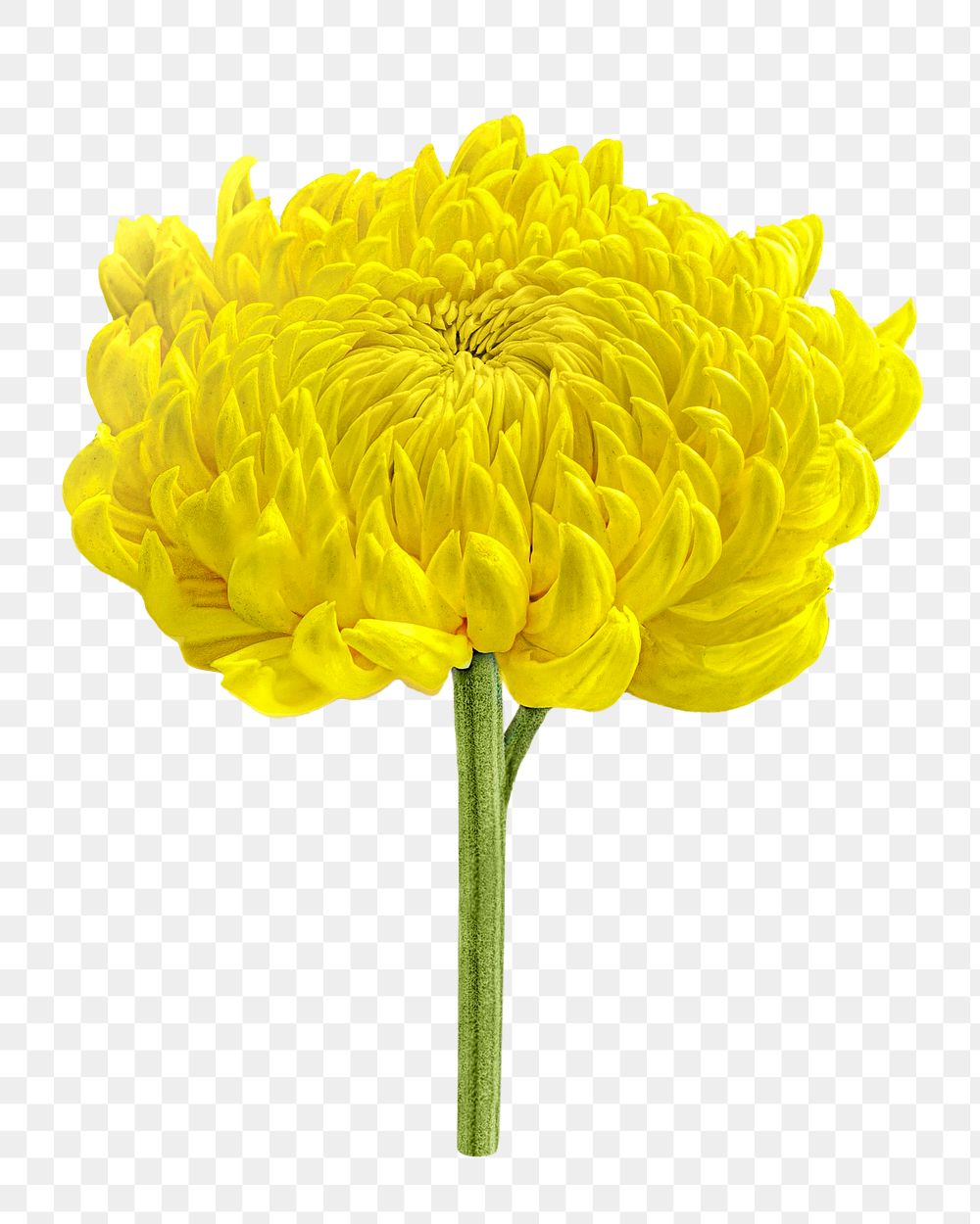 Yellow chrysanthemum flowers png, transparent background