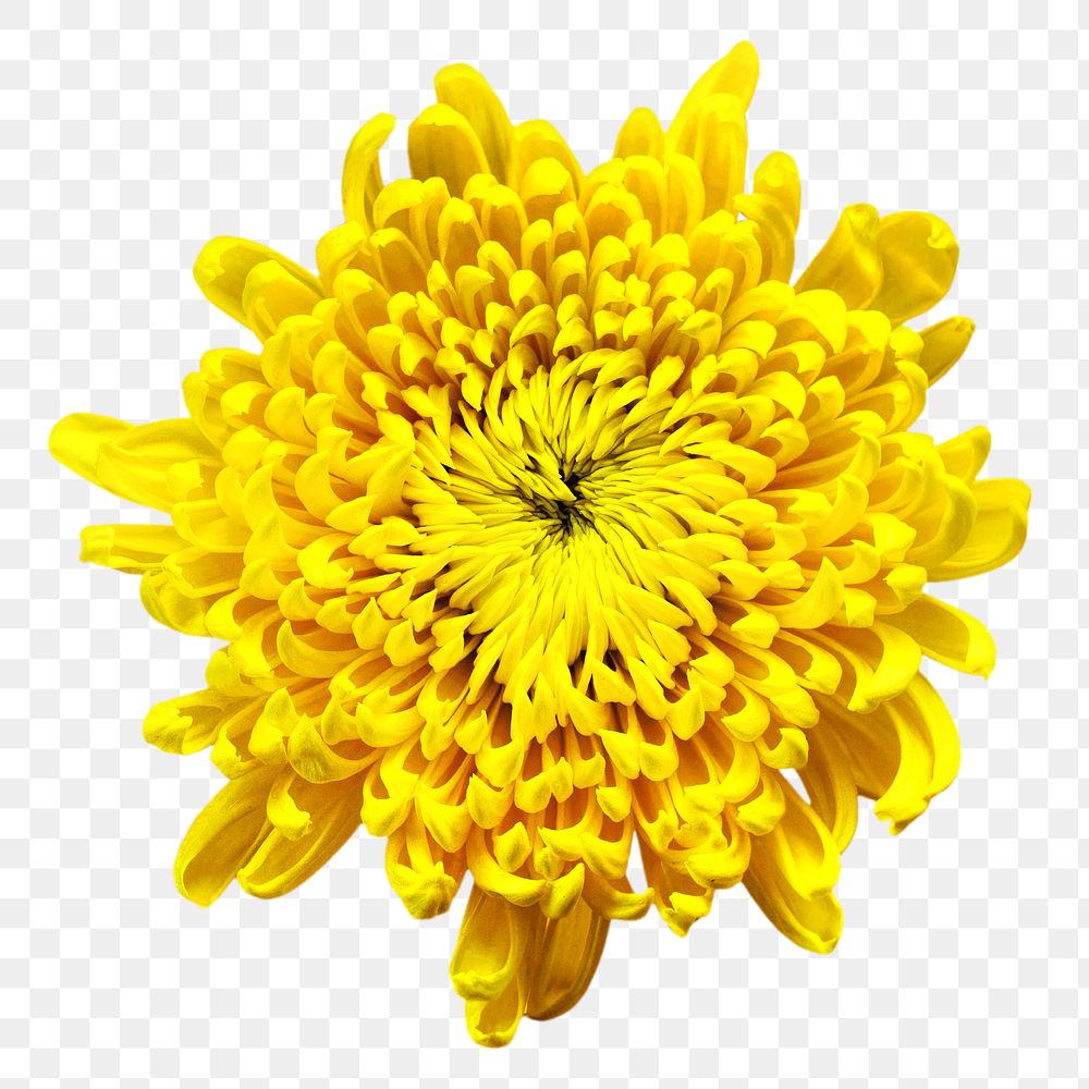 Yellow chrysanthemum png flower, transparent background