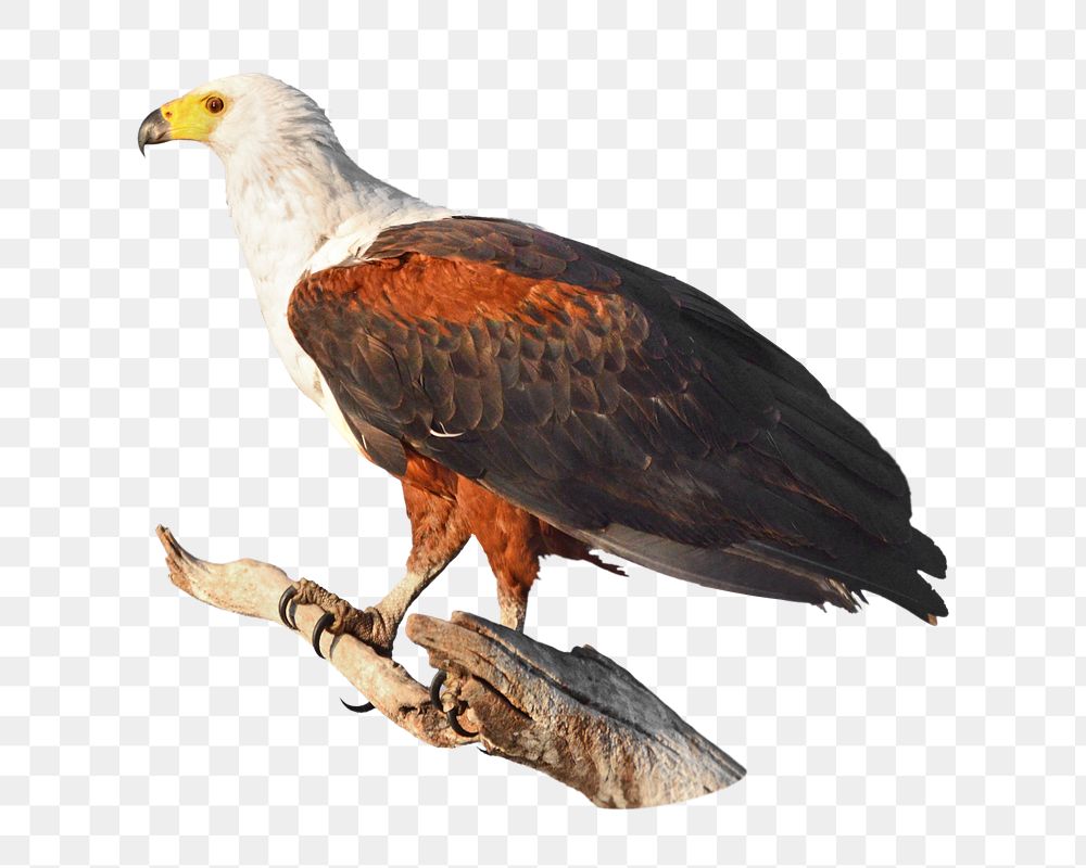 PNG eagle, collage element, transparent background