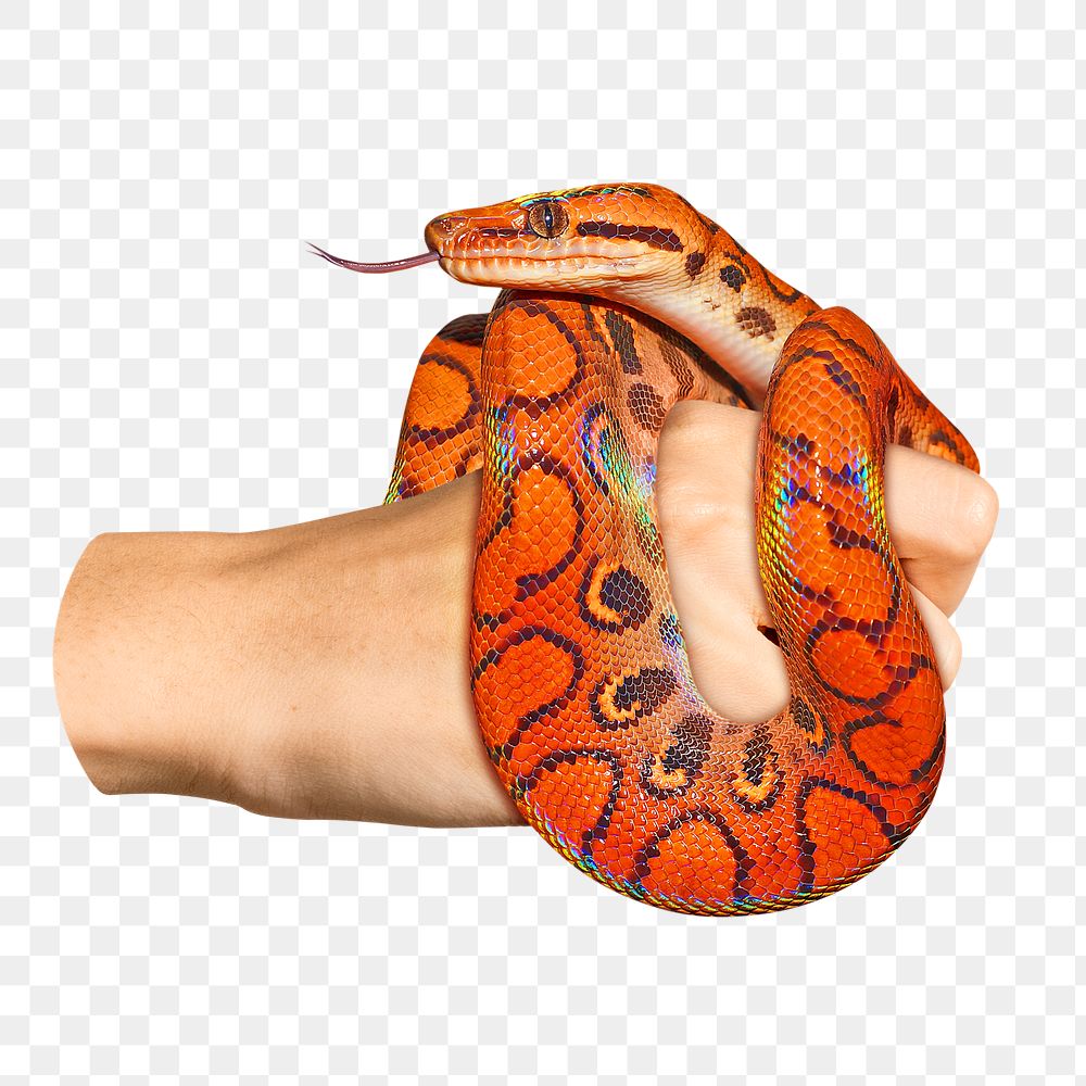 Rainbow boa png wildlife snake, transparent background