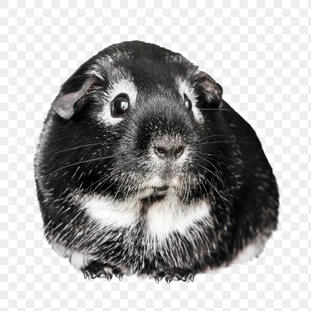 Guinea pig png house pet, transparent background