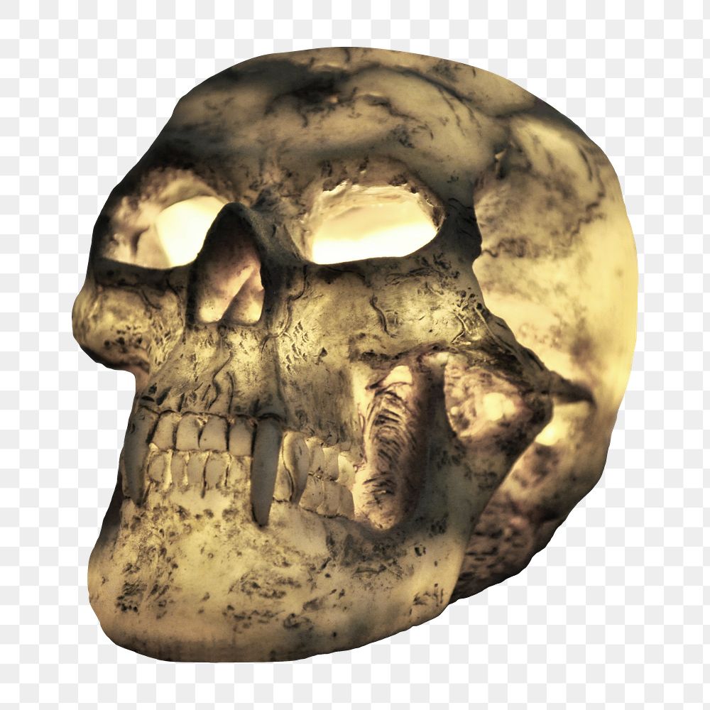 Human skull png, isolated object, transparent background