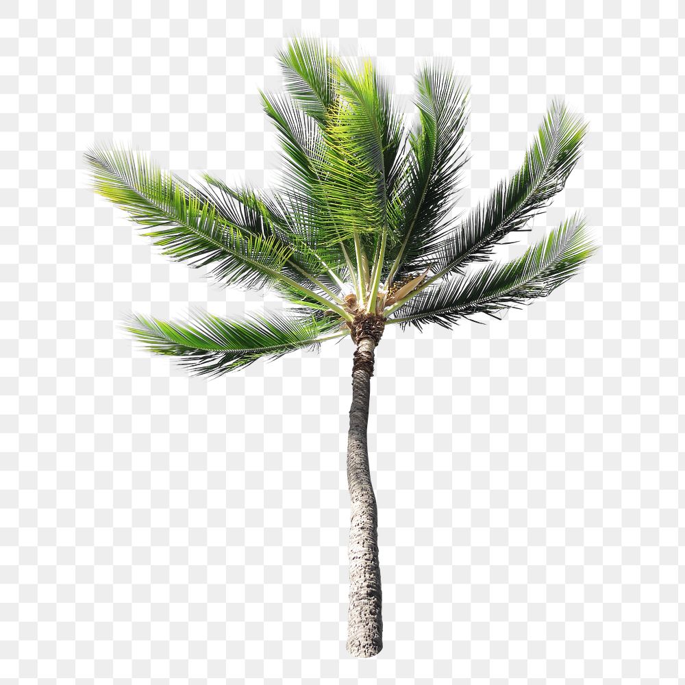 Botanical palm tree png, transparent background