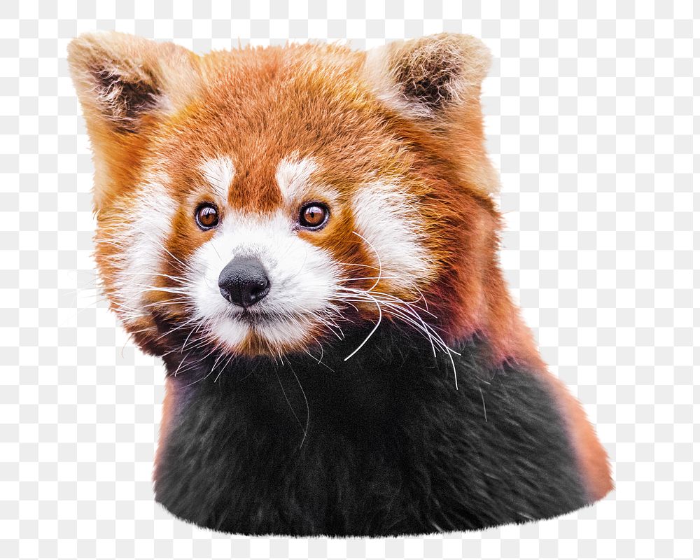 Red panda png, design element, transparent background