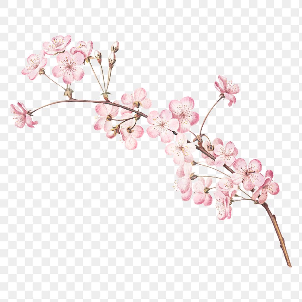 Png Japanese sakura flower illustration on transparent background