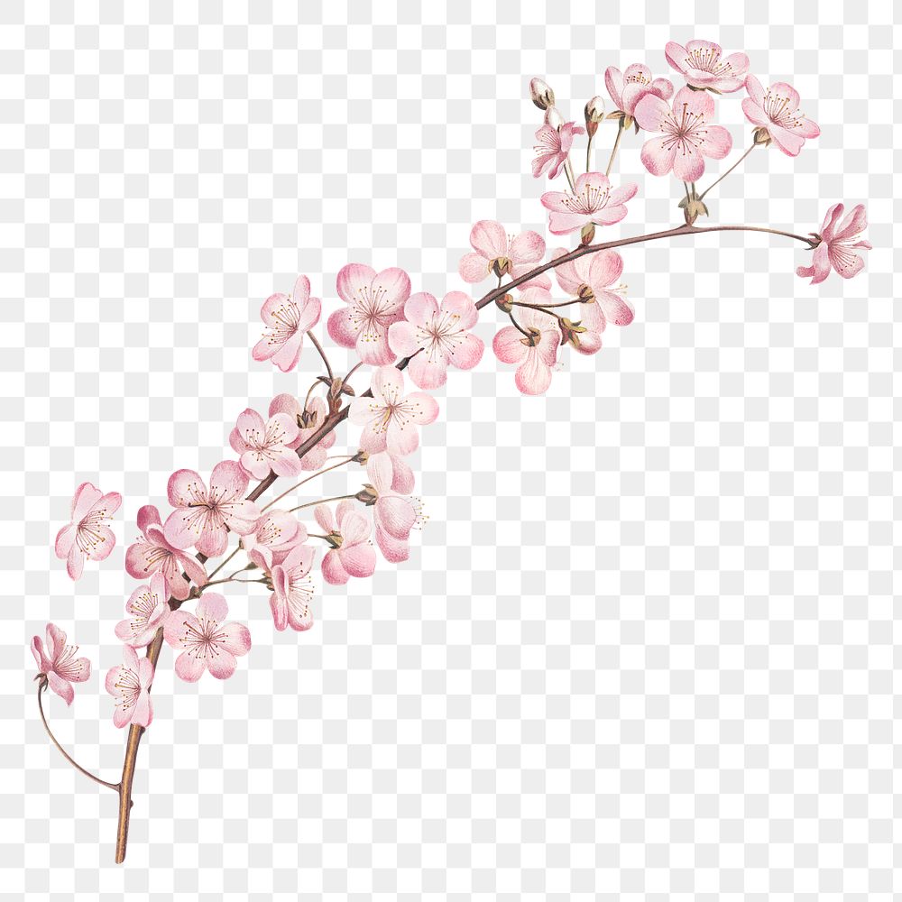 Png cherry blossom illustration on transparent background