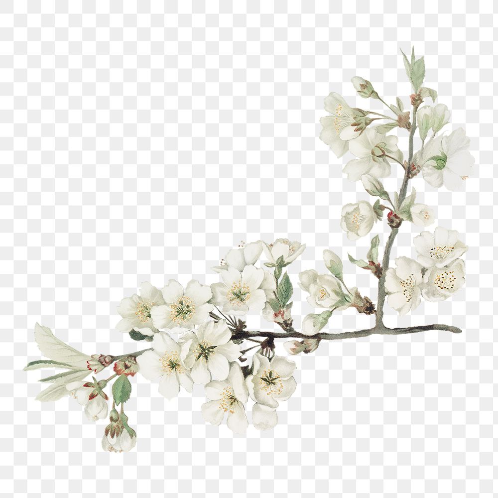 Png white flower illustration, cherry blossom element on transparent background