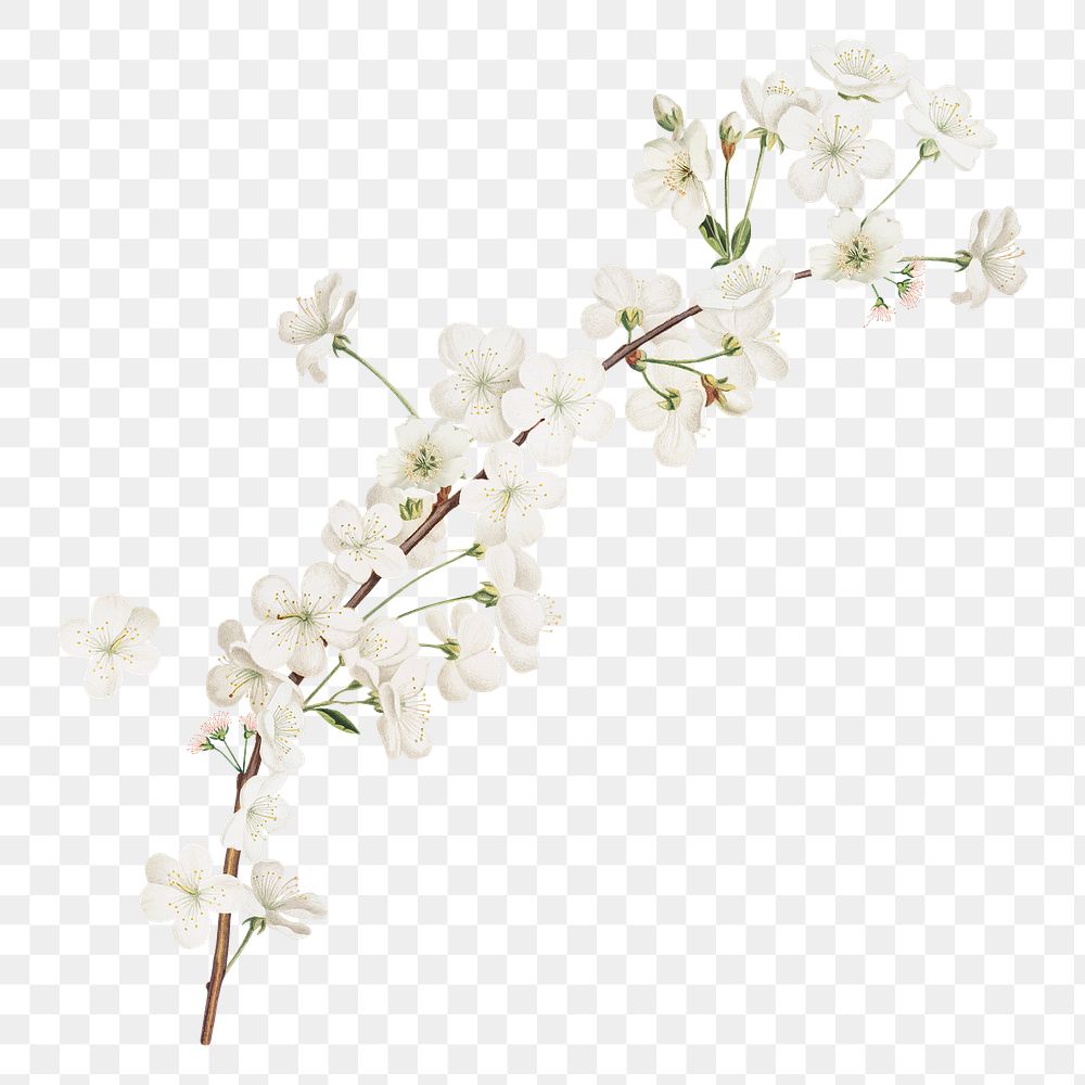 Png white flower illustration, vintage element on transparent background