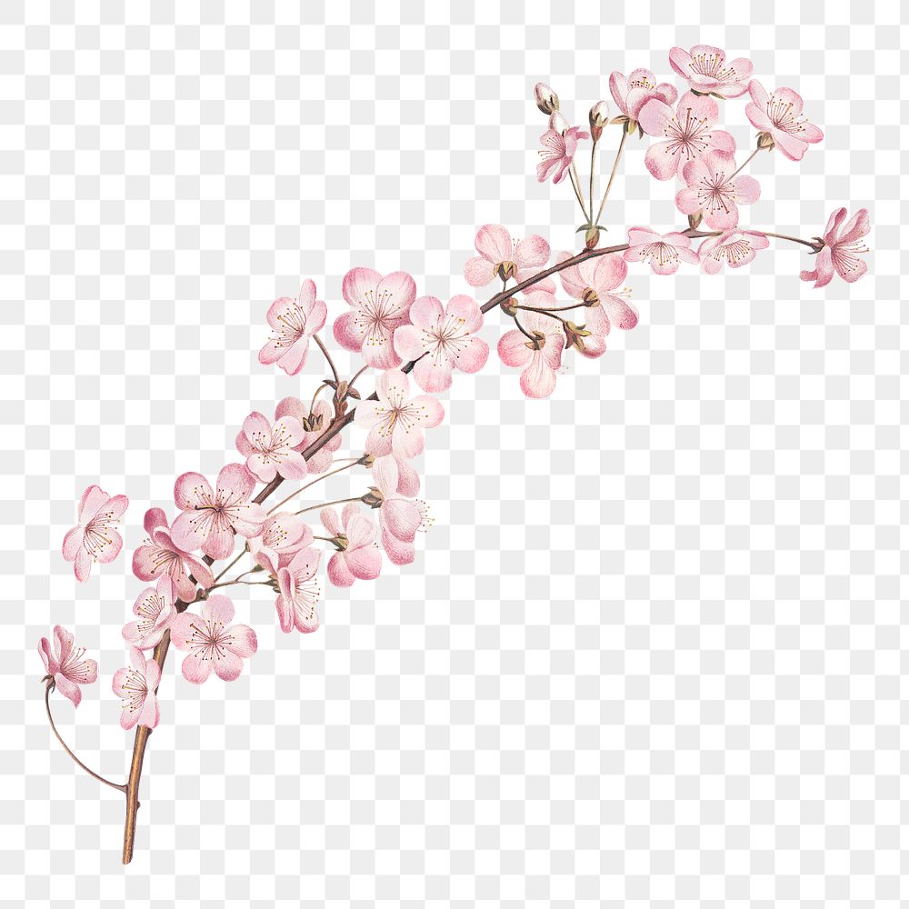 Png pink flower illustration on transparent background