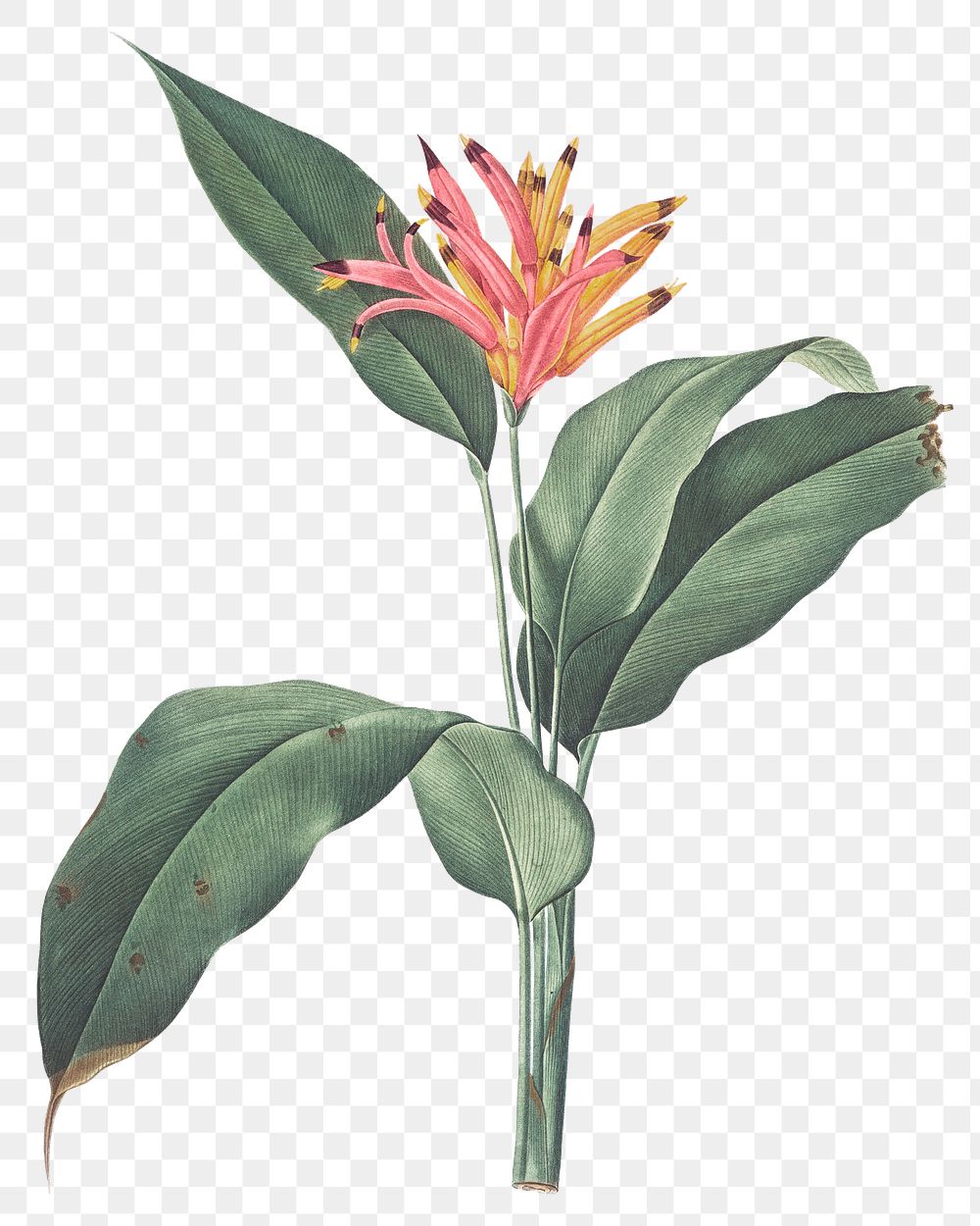 Png bird of paradise flower illustration on transparent background