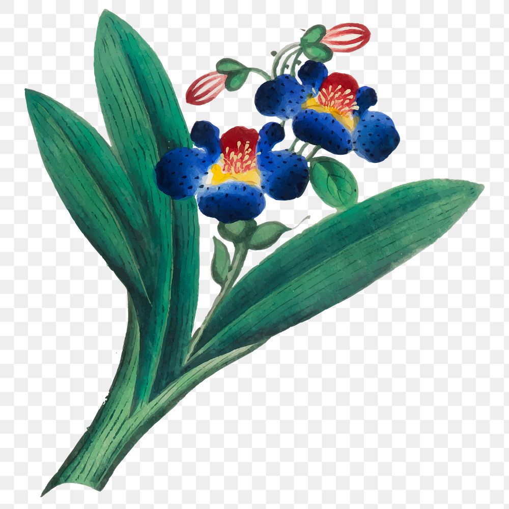 Blue flower png sticker, transparent background