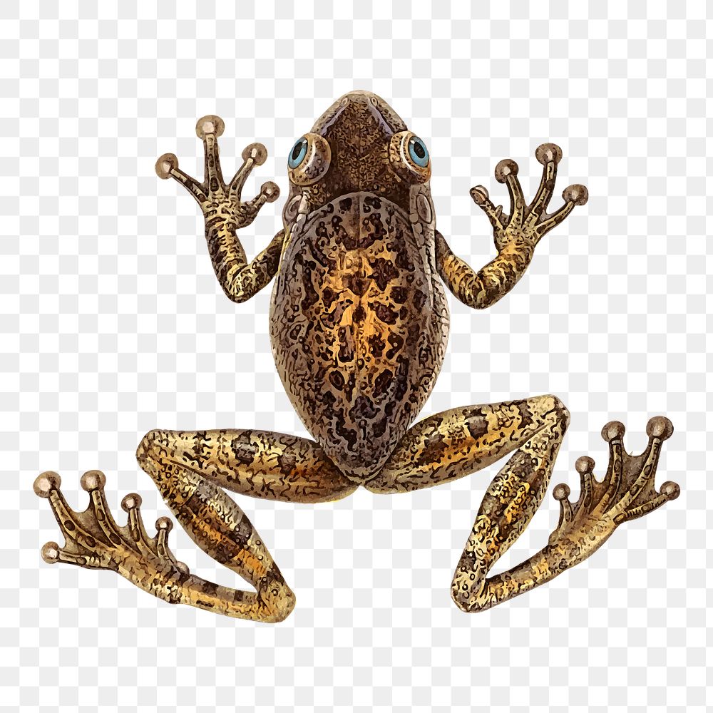 Frog png clipart illustration, transparent background. Free public domain CC0 image.