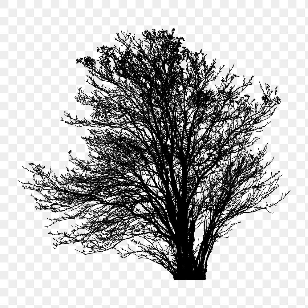 Silhouette tree png clipart illustration, transparent background. Free public domain CC0 image.