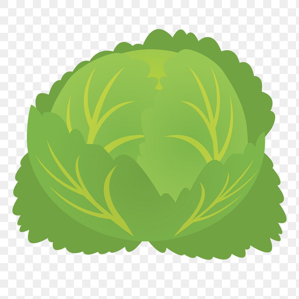 Lettuce vegetable png clipart, transparent background. Free public domain CC0 image.