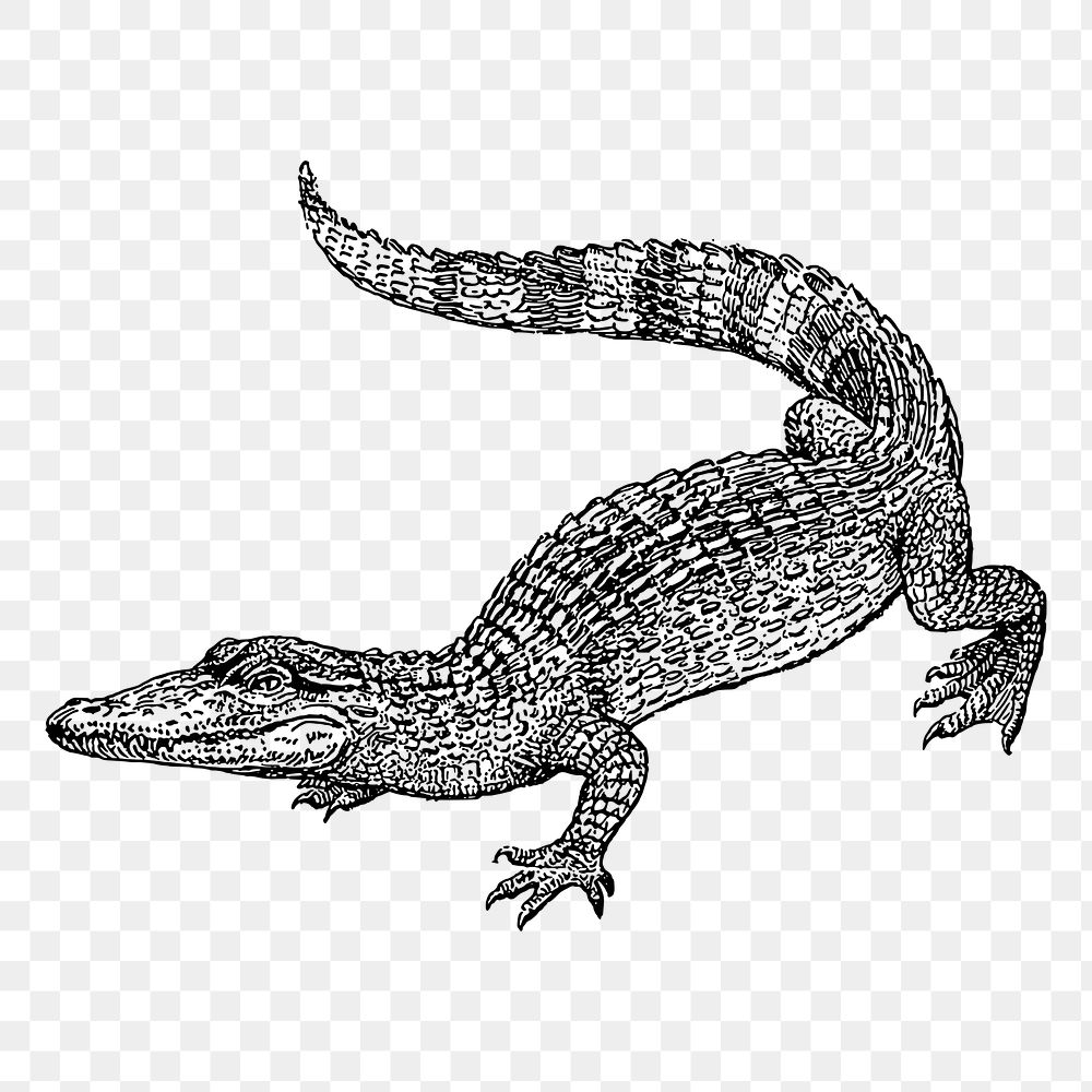 Vintage crocodile animal png clipart, transparent background. Free public domain CC0 image.