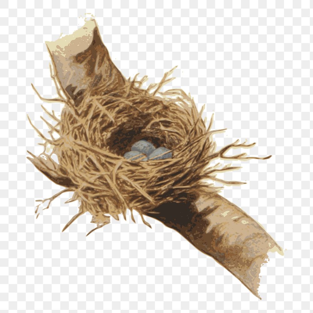 Bird nest png clipart, transparent background. Free public domain CC0 image.