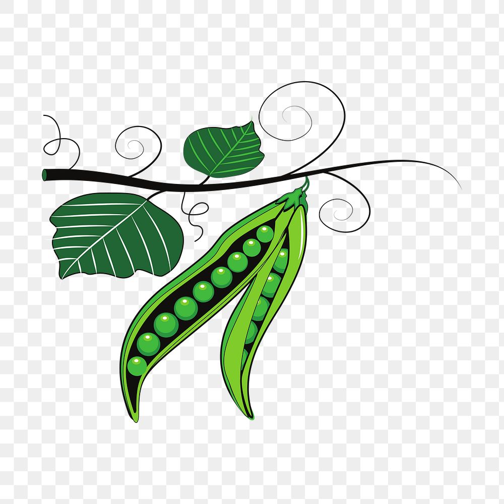 Green pea png illustration, transparent background. Free public domain CC0 image.