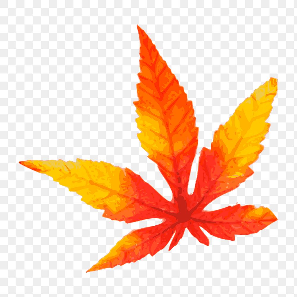 Png red maple leaf clipart, transparent background. Free public domain CC0 image.