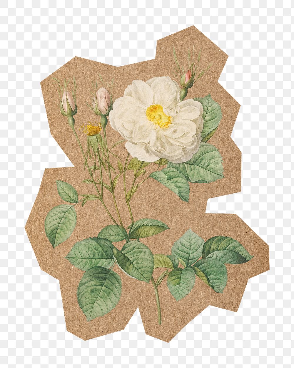 Vintage white rose png, cut out paper element, transparent background. Artwork from Pierre Joseph Redouté remixed by…