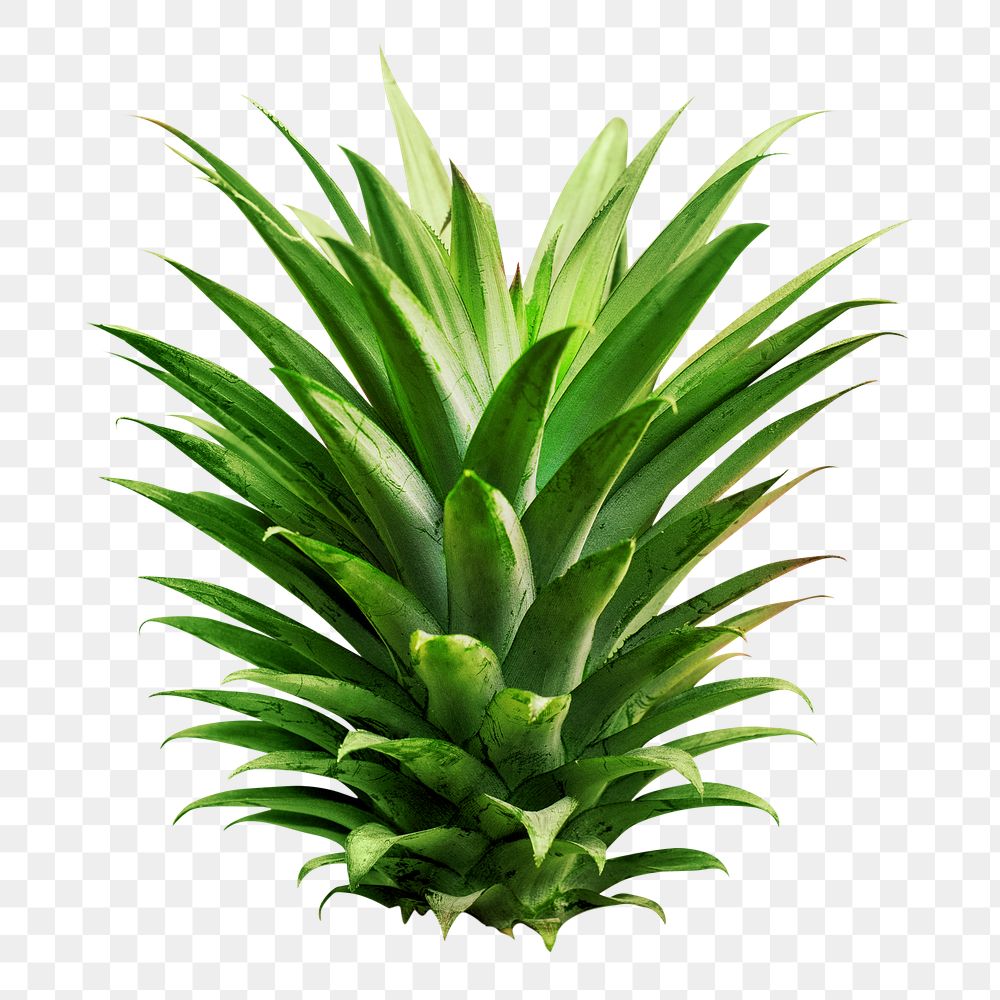 Green pineapple bush png, transparent background