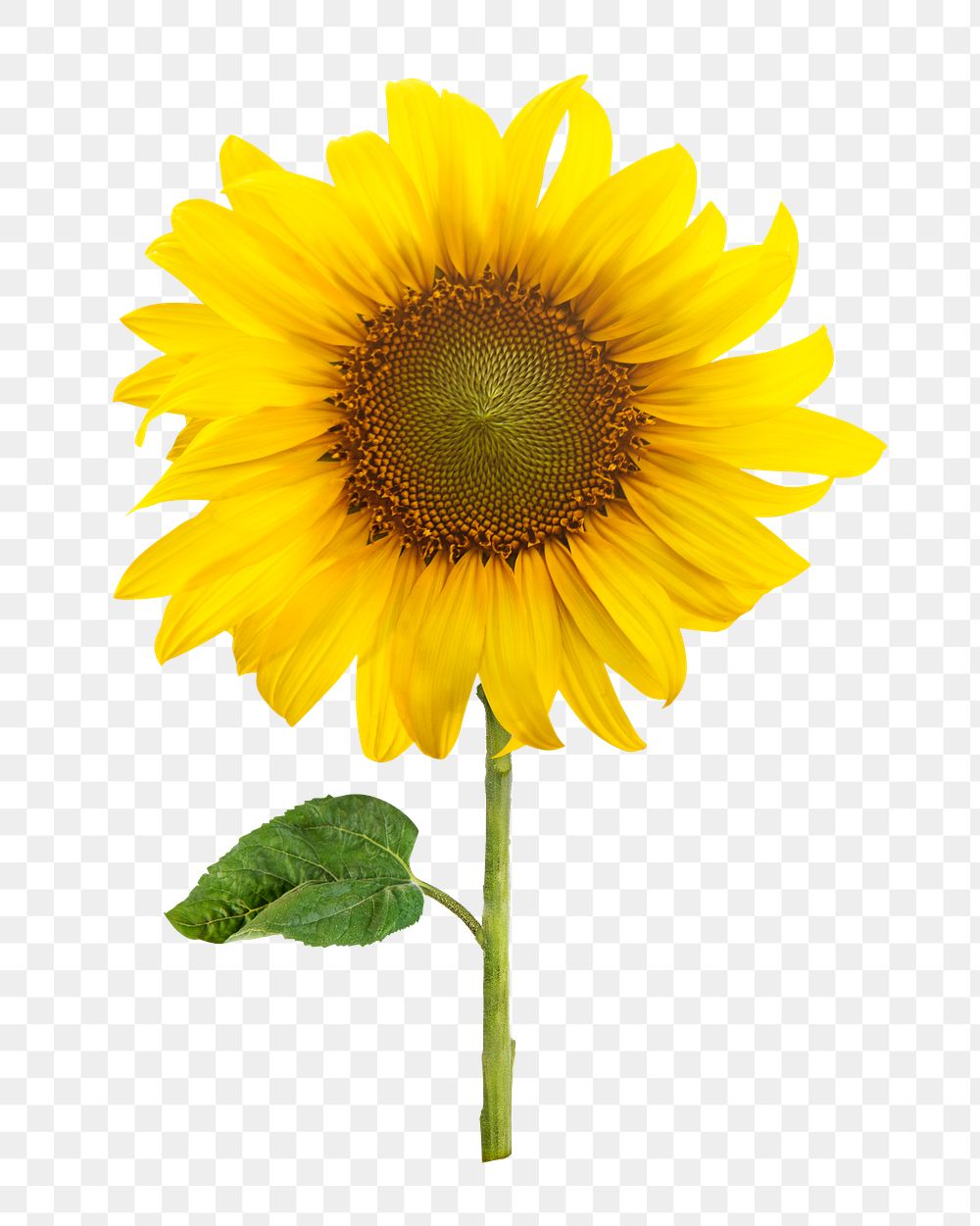 Sunflower png element, blooming flower, transparent background