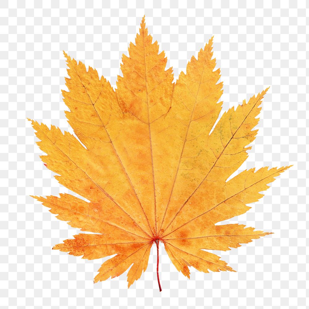 Dry maple png leaf, transparent background