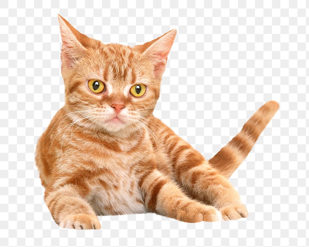 Ginger kitten png, isolated design, transparent background