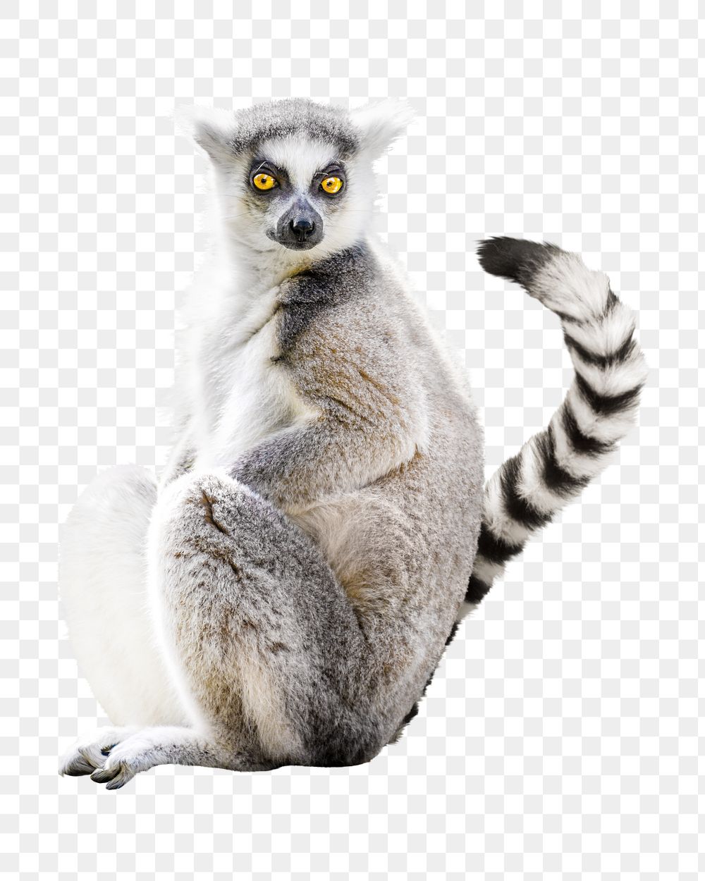 Lemur sitting png, design element, transparent background