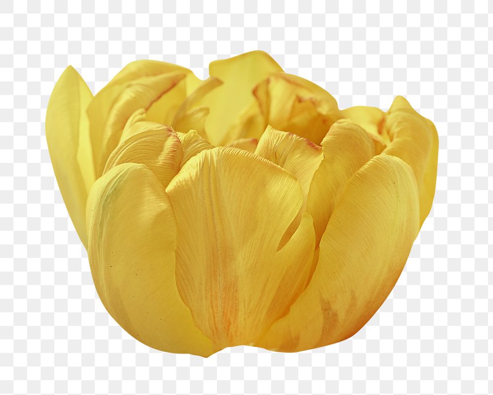 Yellow flower png collage element, transparent background