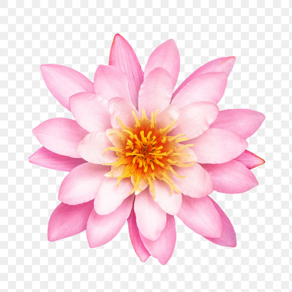 Pink water lily png collage element, transparent background