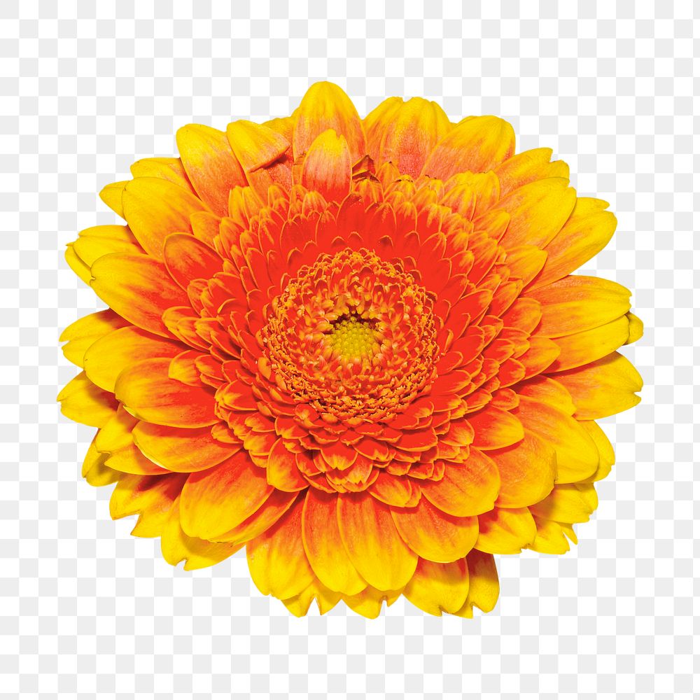 Orange daisy png collage element, transparent background