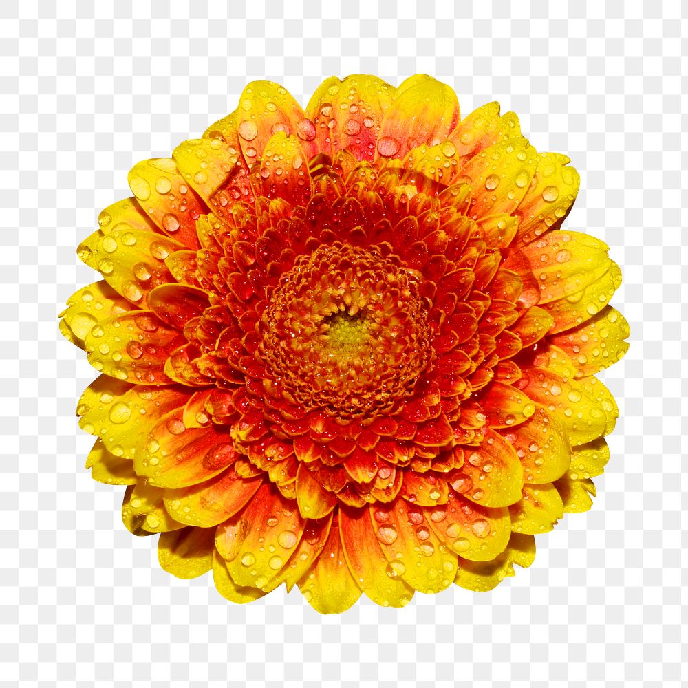 Orange flower png collage element, transparent background