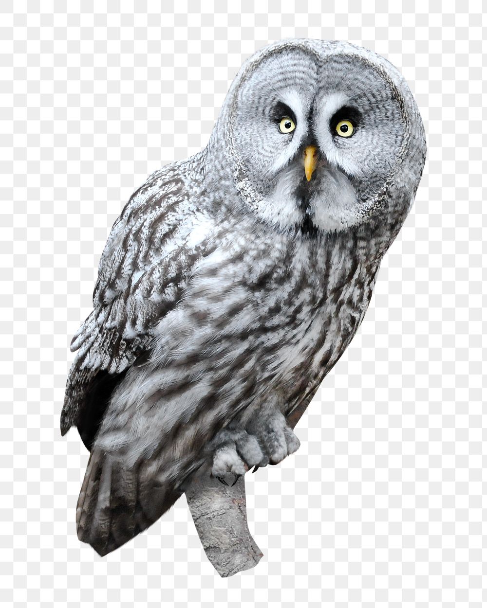 Grey owl png, transparent background