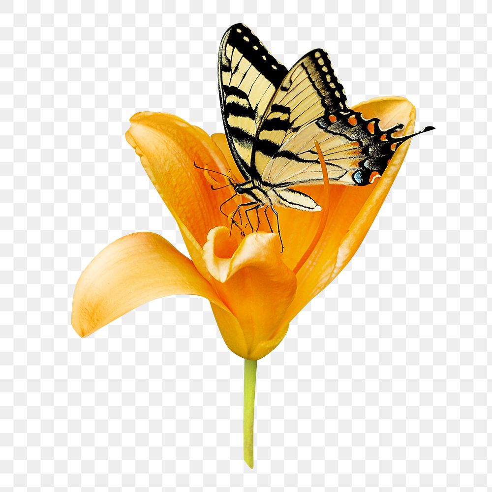 Tiger butterfly png, on flower, transparent background