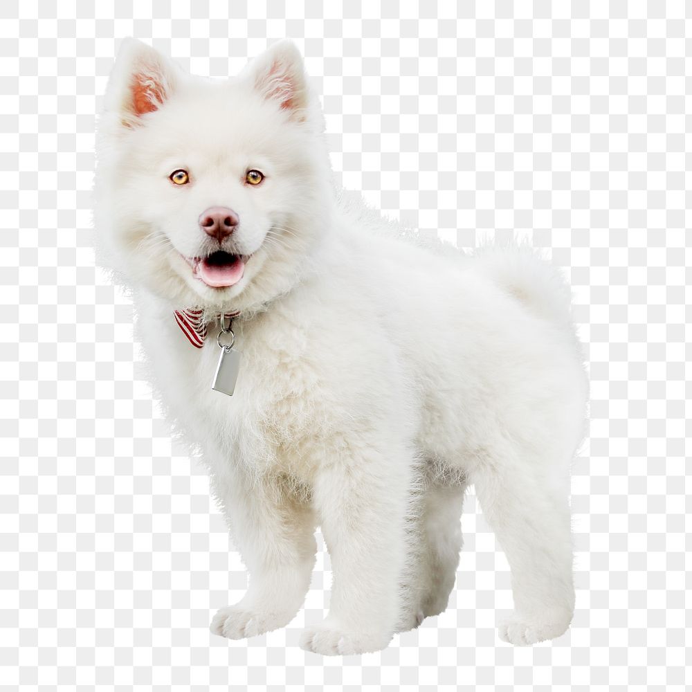 Animal png, white fluffy puppy , transparent background