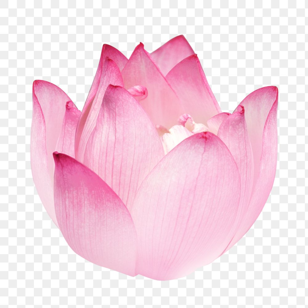 Pink lotus png flower, transparent background