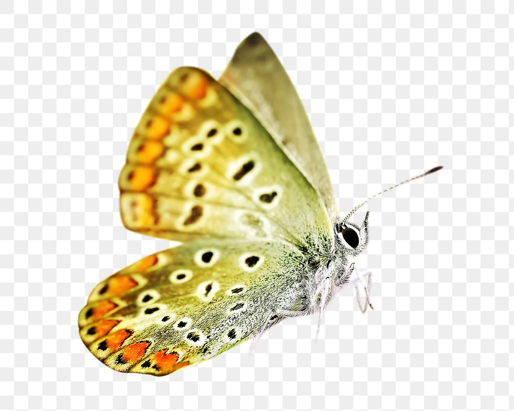 Butterfly png, common blue, transparent background