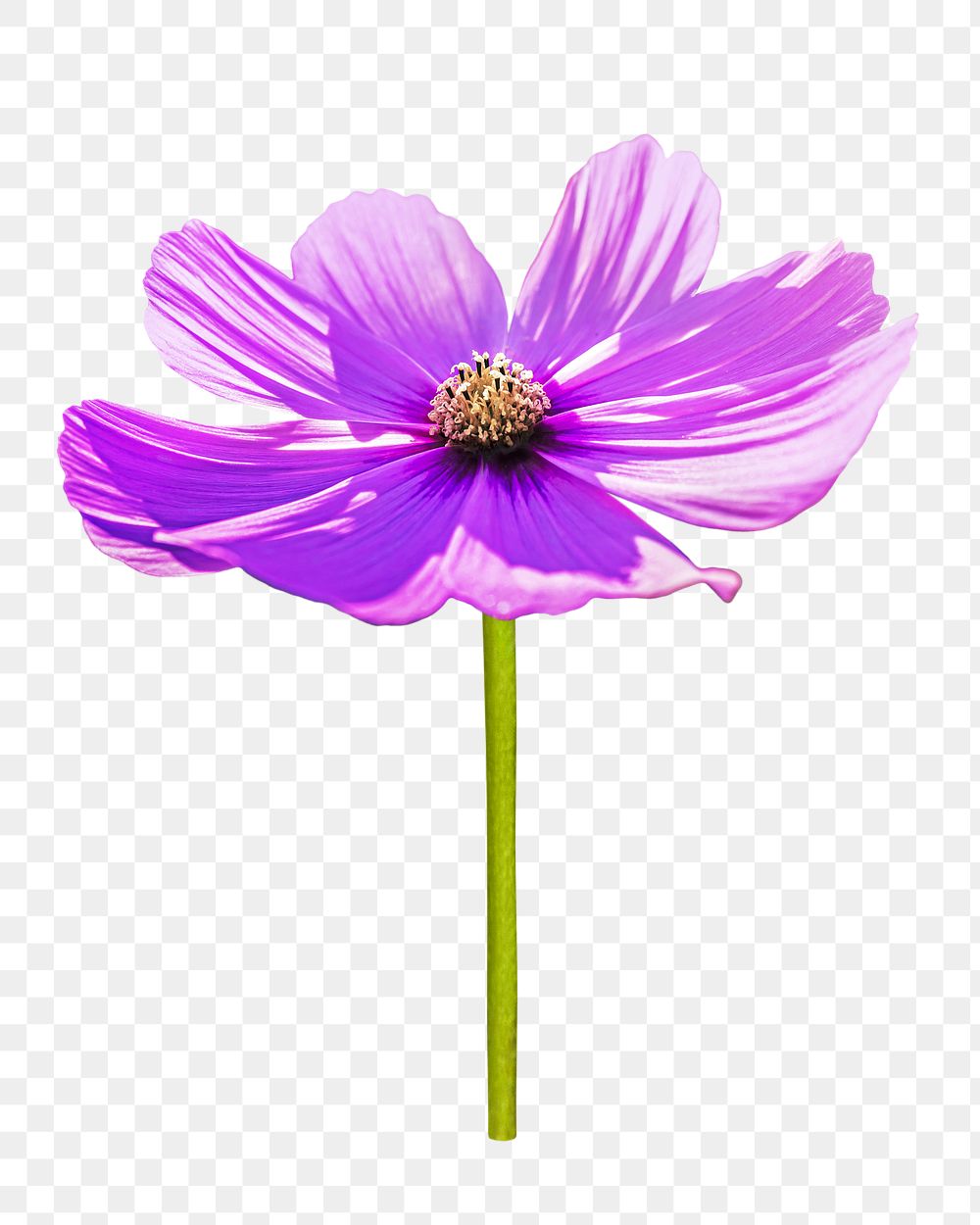 Purple cosmos flower png, transparent background