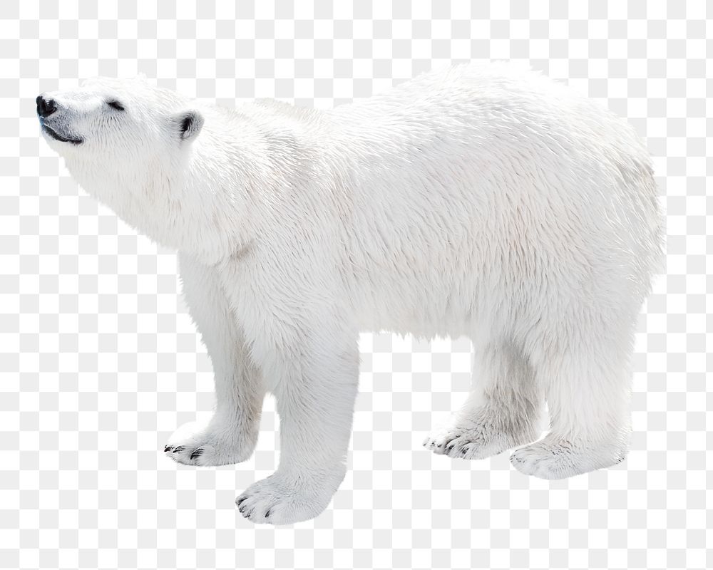 Polar bear png collage element, transparent background