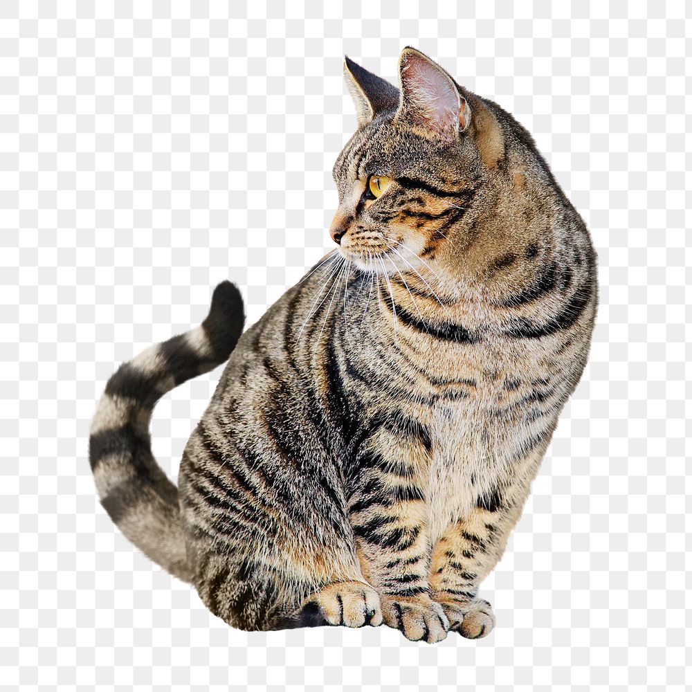 Tabby cat png collage element, transparent background